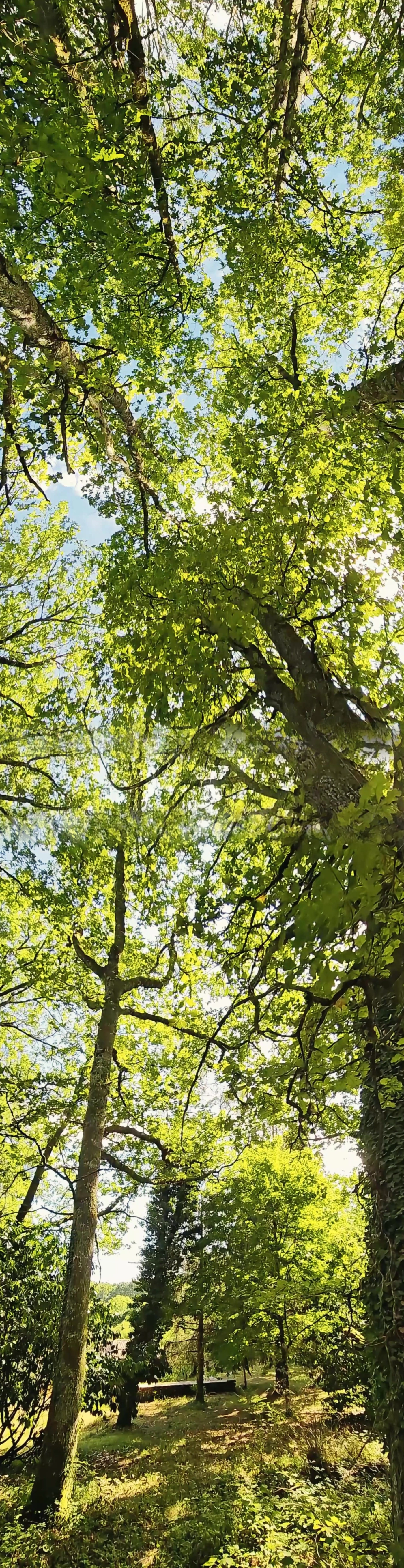 Le jardin et son arbre centenaire